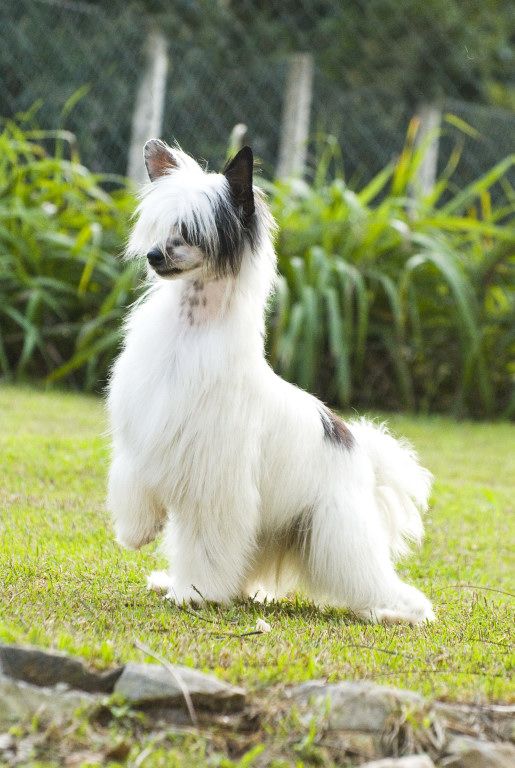 Legends Cheesecake Baked For Salatino