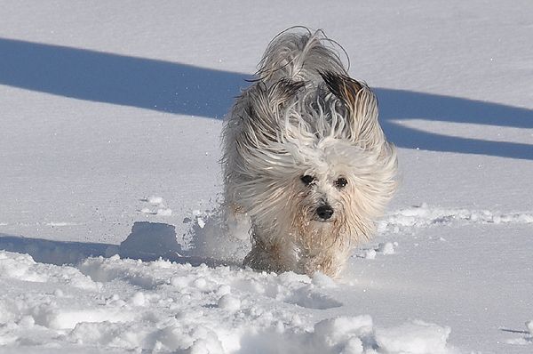 Lupino von den Windpferden