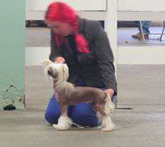 Happy Dancing Beloved Cupido