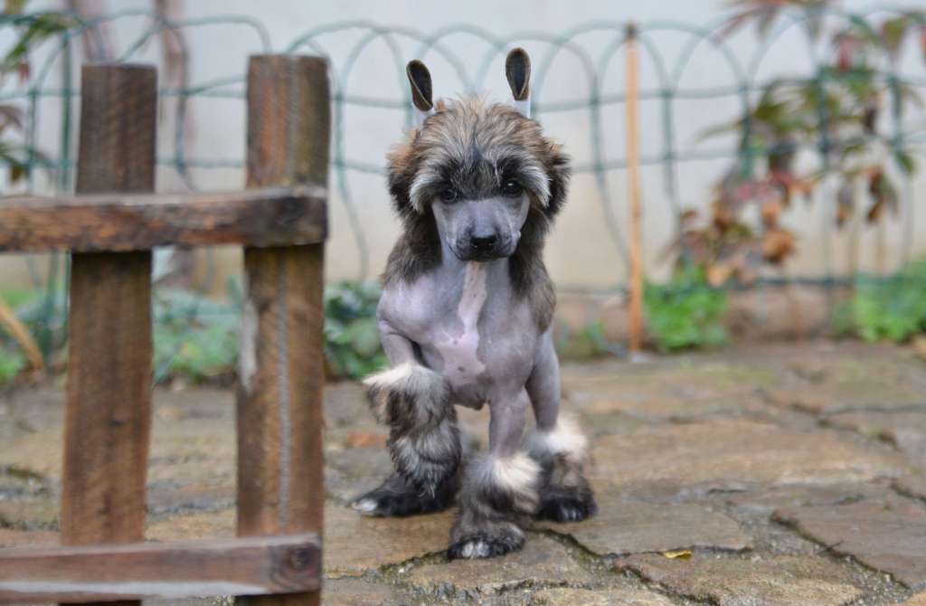 Spell Surprise Jemalle