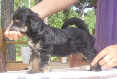 Bai Long's Good Old Max