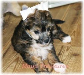 Mayu Treasures Jp Miracle of Maybe 