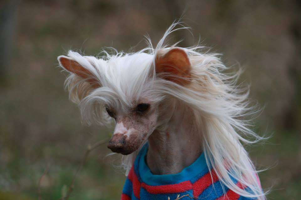 Belshaw's Pink Suede