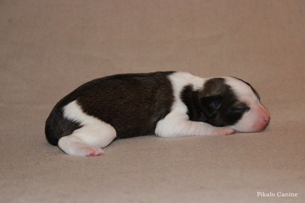 Pikalo Canine's Lily Of The Valley