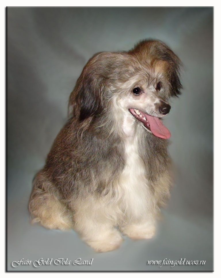 Fain Gold Iola Laval