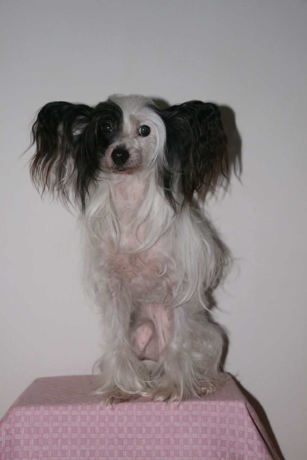 Feng Shui Diamonds Forever