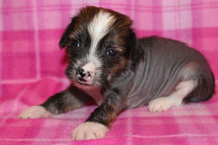 Status Imperial Kiss for Luck