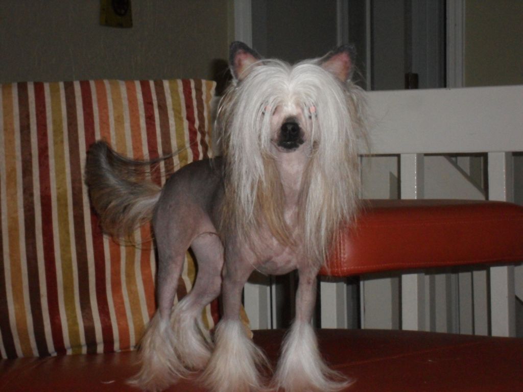 Del Sol's Lady GaGa by Jove