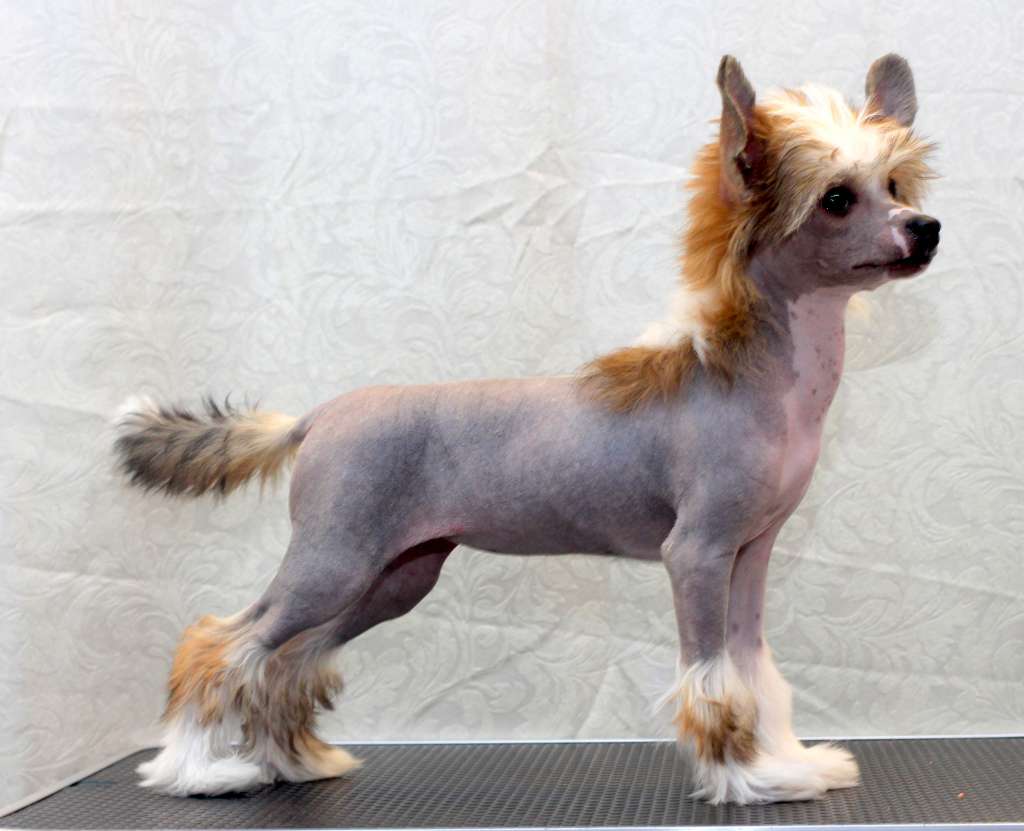 Artic Flyer's Too Good To Be True