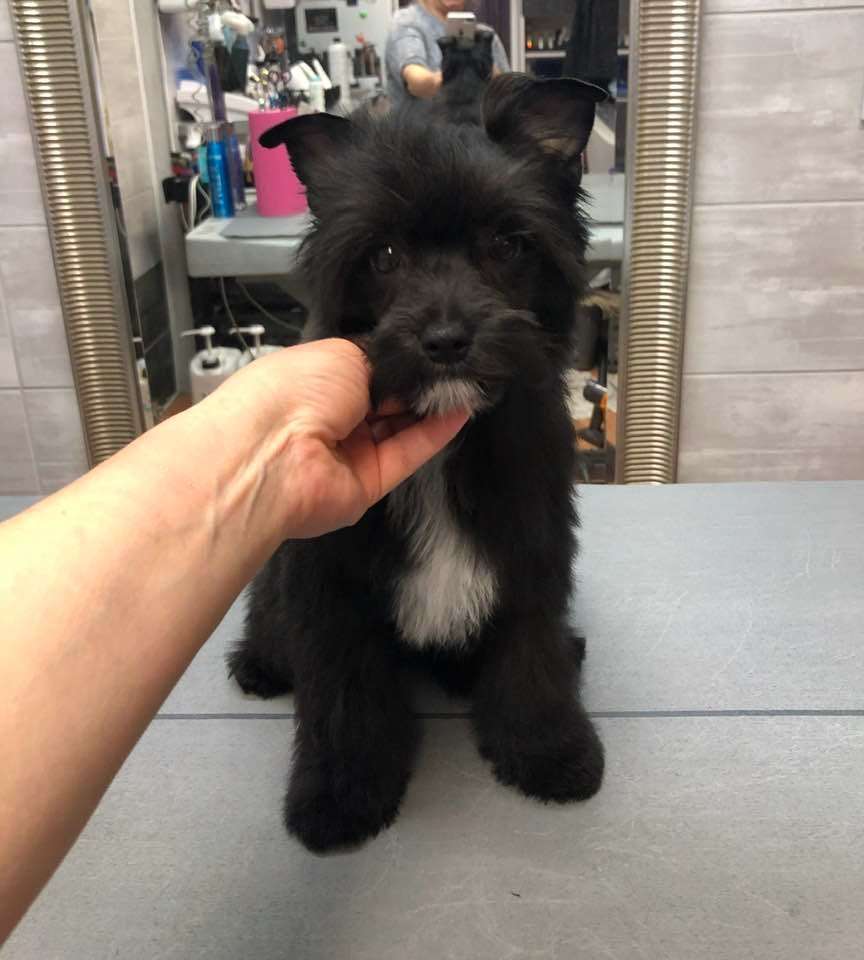 PRINCE Caramella's Family