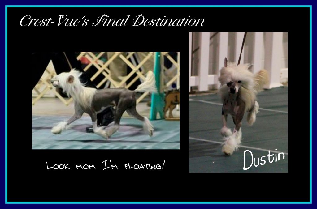 Crest-Vue's Final Destination