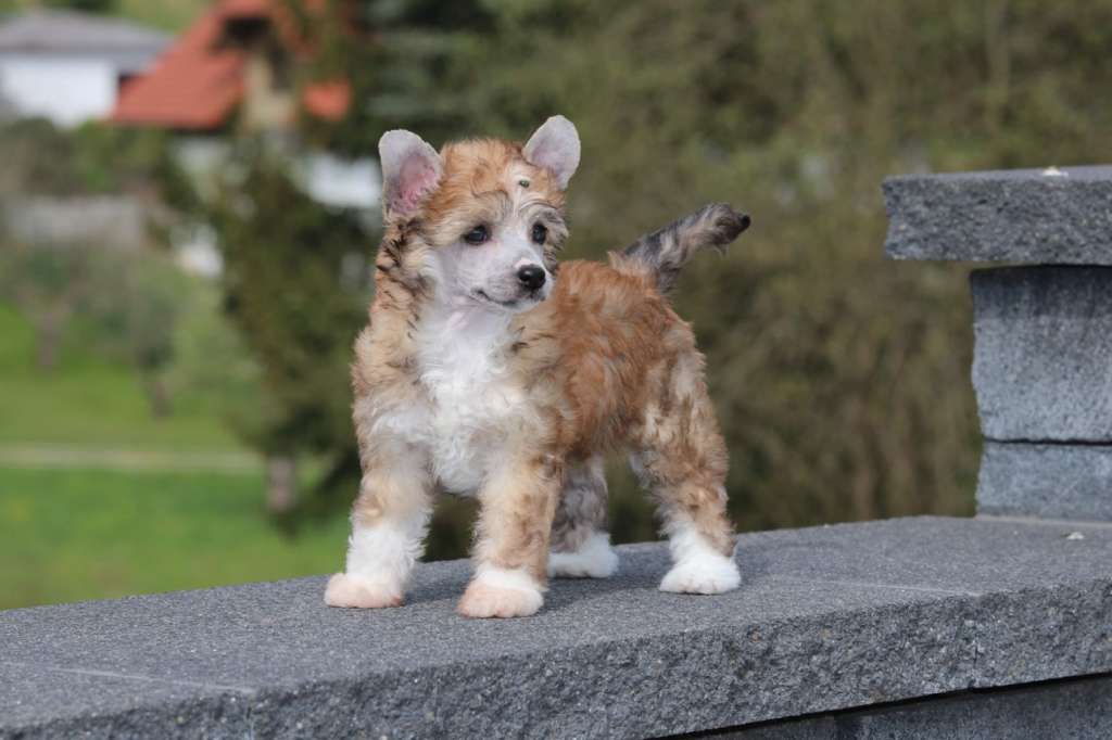 Love Me Like You Do Princes de la Roses