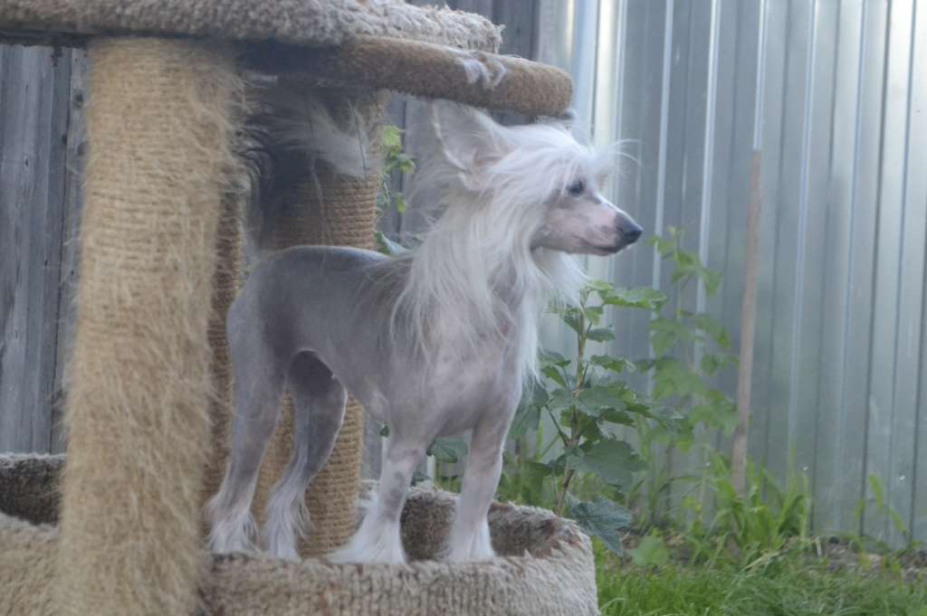 Vologodskiy Suvenir Velichava Pava