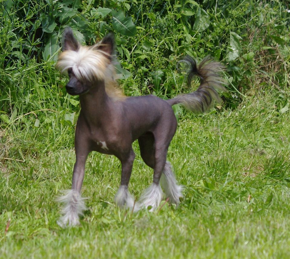 Hector des gardiens des elfes