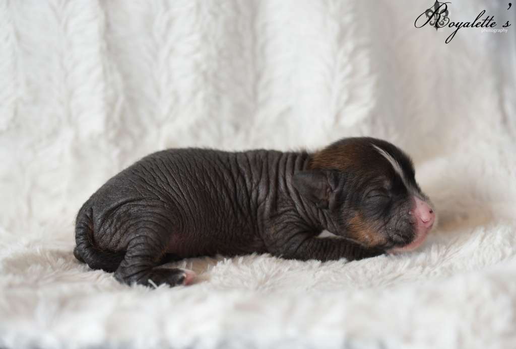 Royalette's Houston We Have A Problem