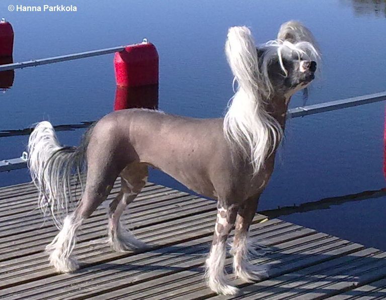 Old Chum's Missmasterpiece