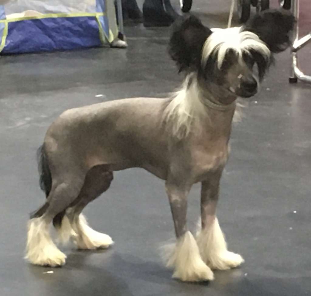 Fieldfare Fantastique