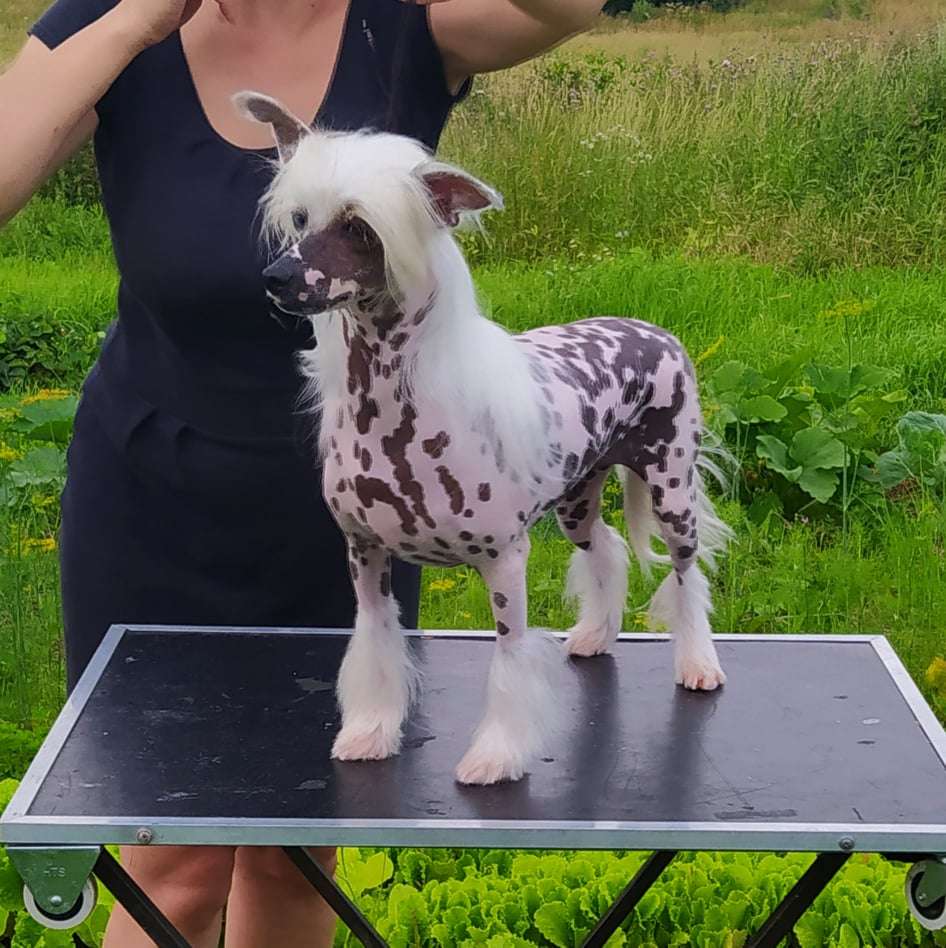 Miniatura Club Djumanshi