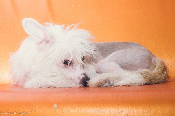 Berenik Pandora Yason