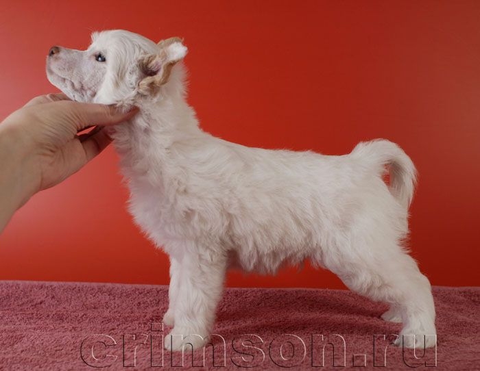 Rus Crimson Empaer Hot Ice