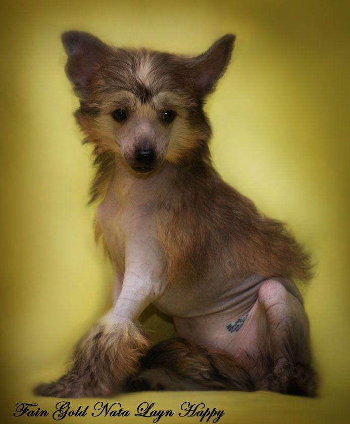 Fain Gold Nata Layn Happy