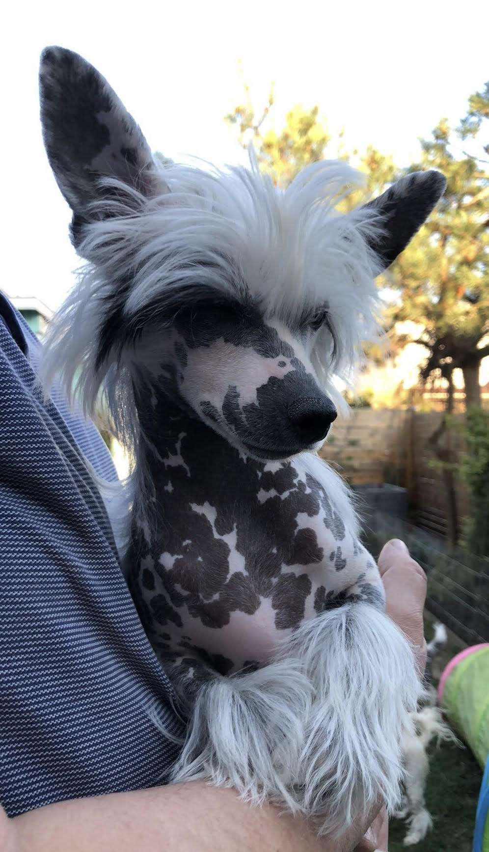 Lucky Boy Caramella's Family