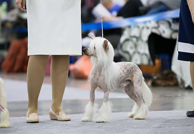 Snow Fairy Diamond Sity