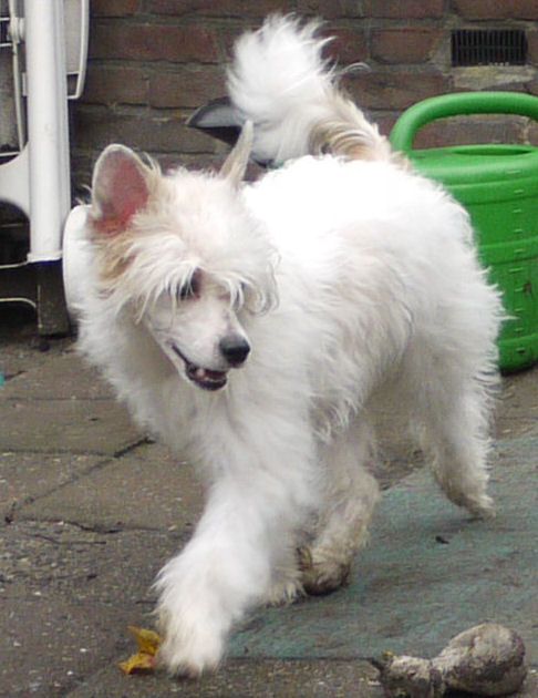 Eskimo Little Charmings