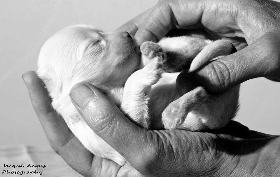 LaLunaBlu PeachesN Cream