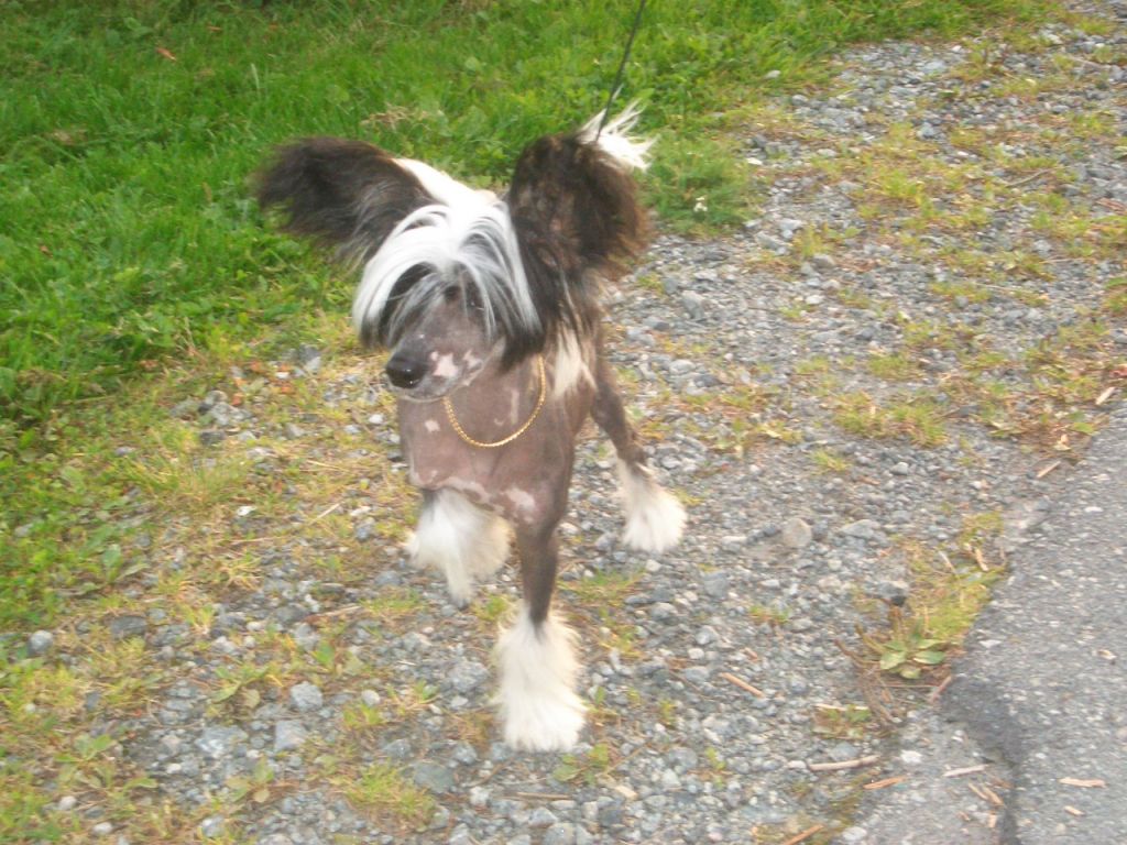 My Little Pony Asfaloth