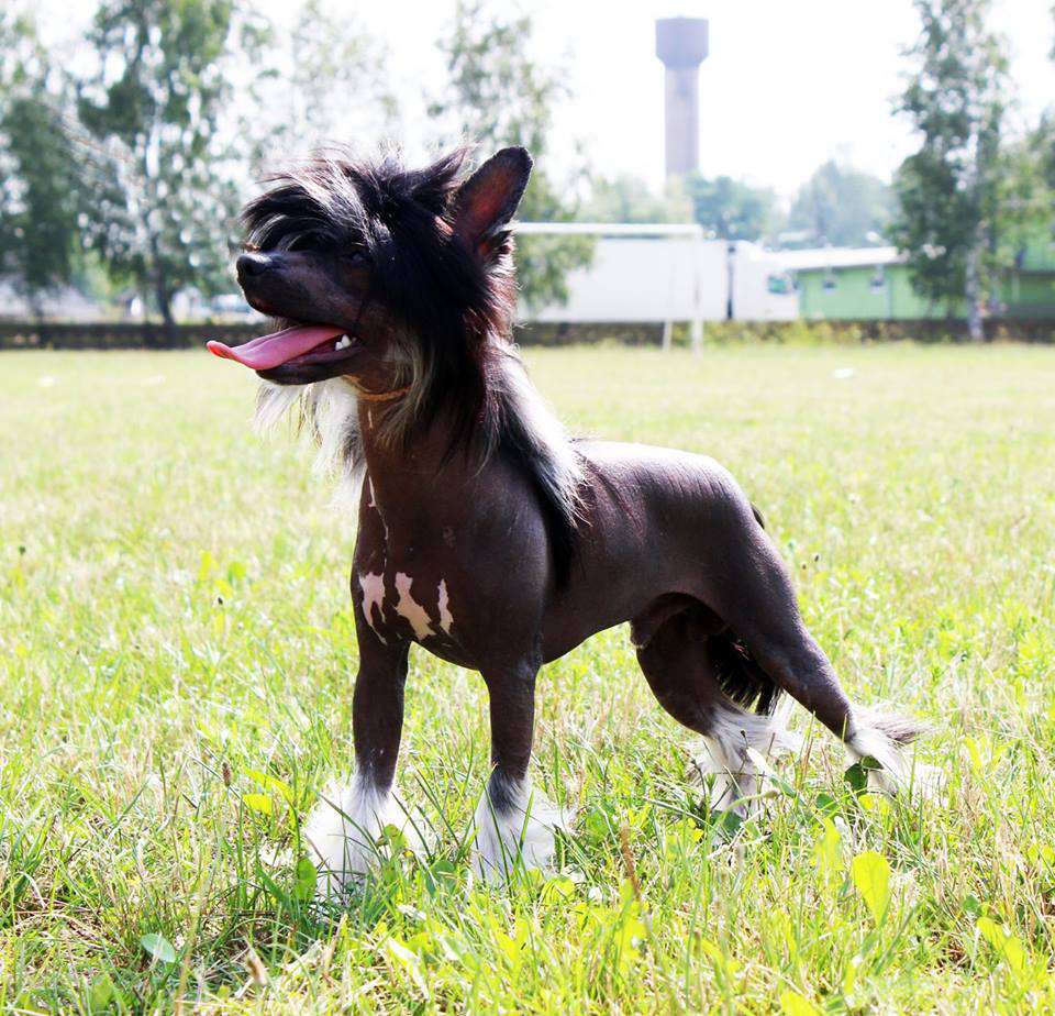 Hohlaty Glamour Azart