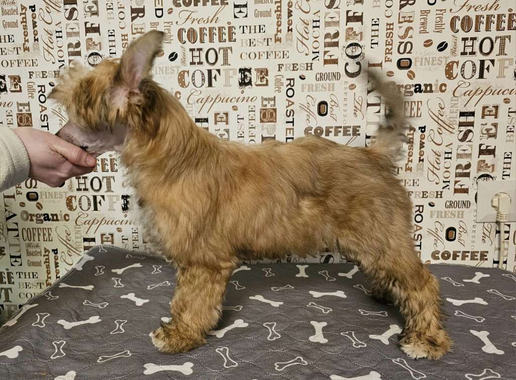 Tippytoes La Grande Demoiselle