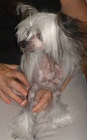 Wind Tale Of The Kitty Hawk