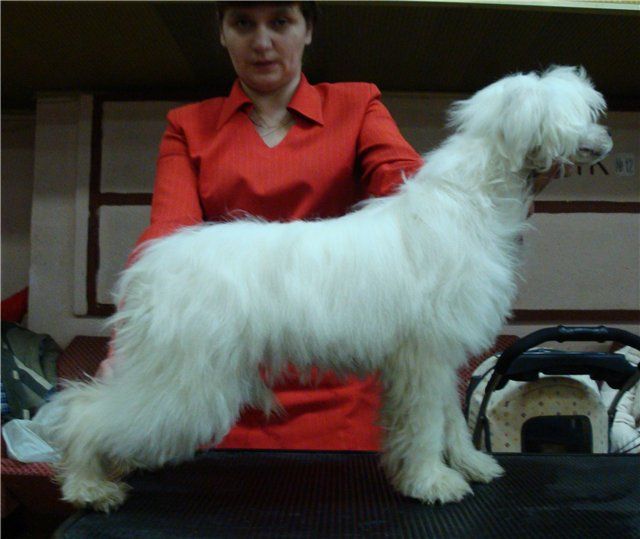 Shelkovei  Veter ot Volnogo Psa