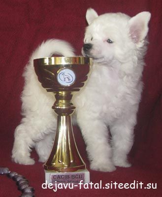 Dejavu Fatal Annabelle