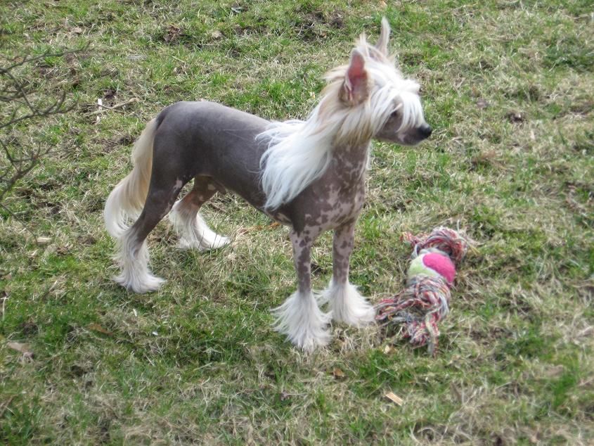 Flagstones Air Force Pony