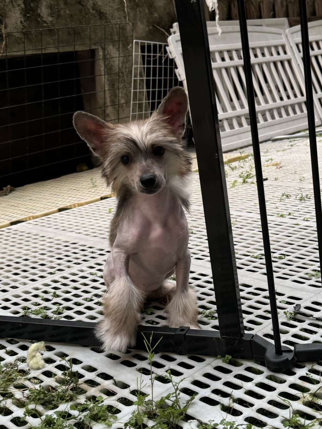 Rosa sinensis of Nida