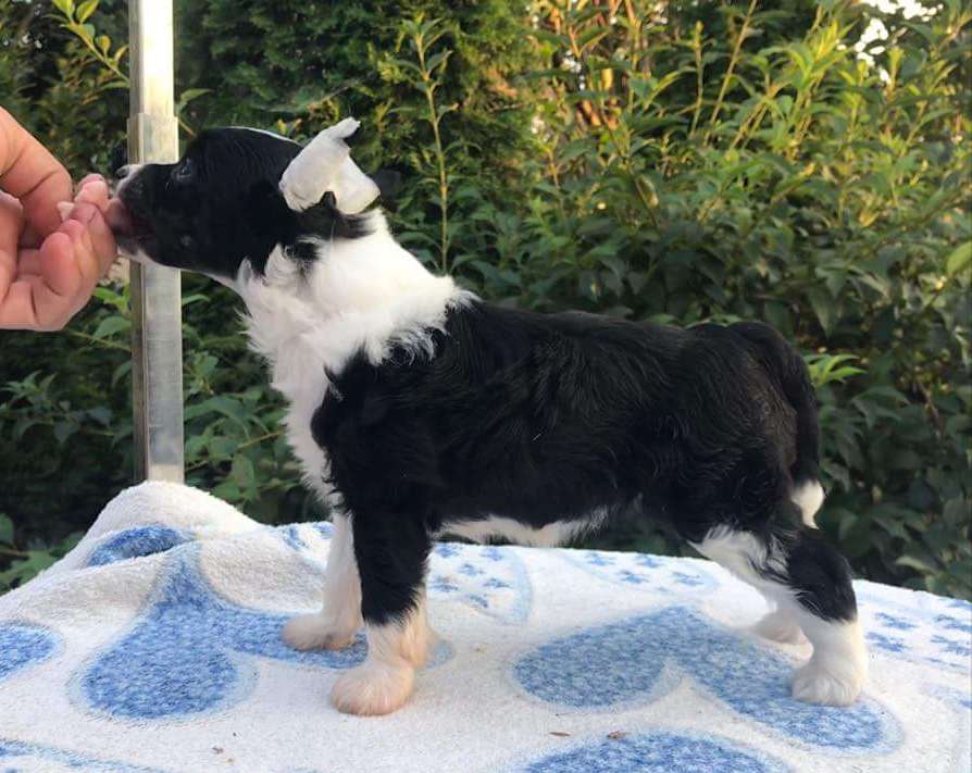 Smart Answer Sasima Fci