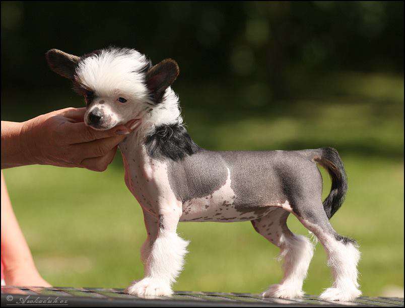 Baltimore Belle  Avokaduh