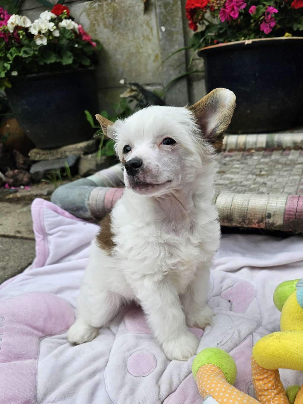 Bentley Little Charmings