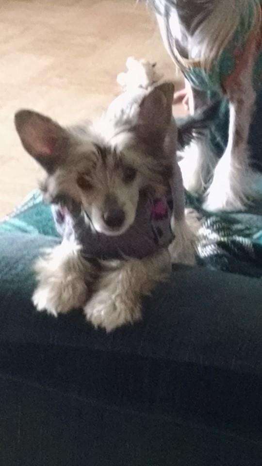 Crest-Vue's Lil Move'e Star @ Lesmar