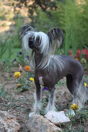 atxarrea sweet tentation of love