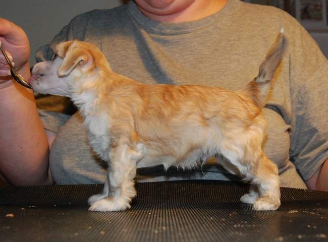 Zipolino's Piper at t'Gates of Dawn