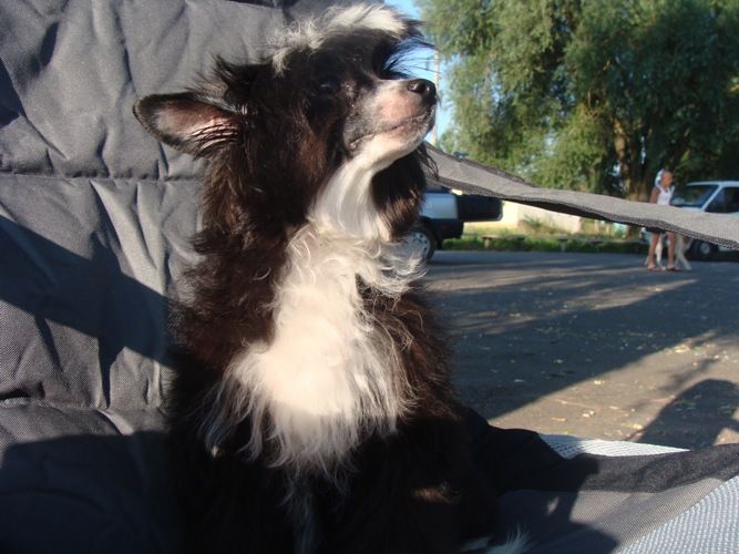 Zhustina Black of Chanel