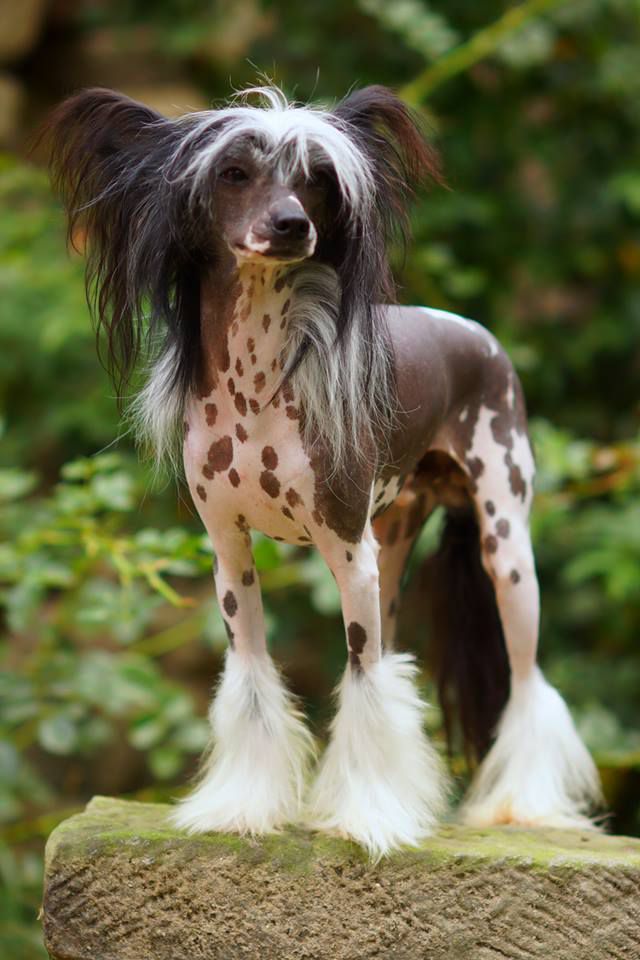 Adahy Faris Heybett Zanjero