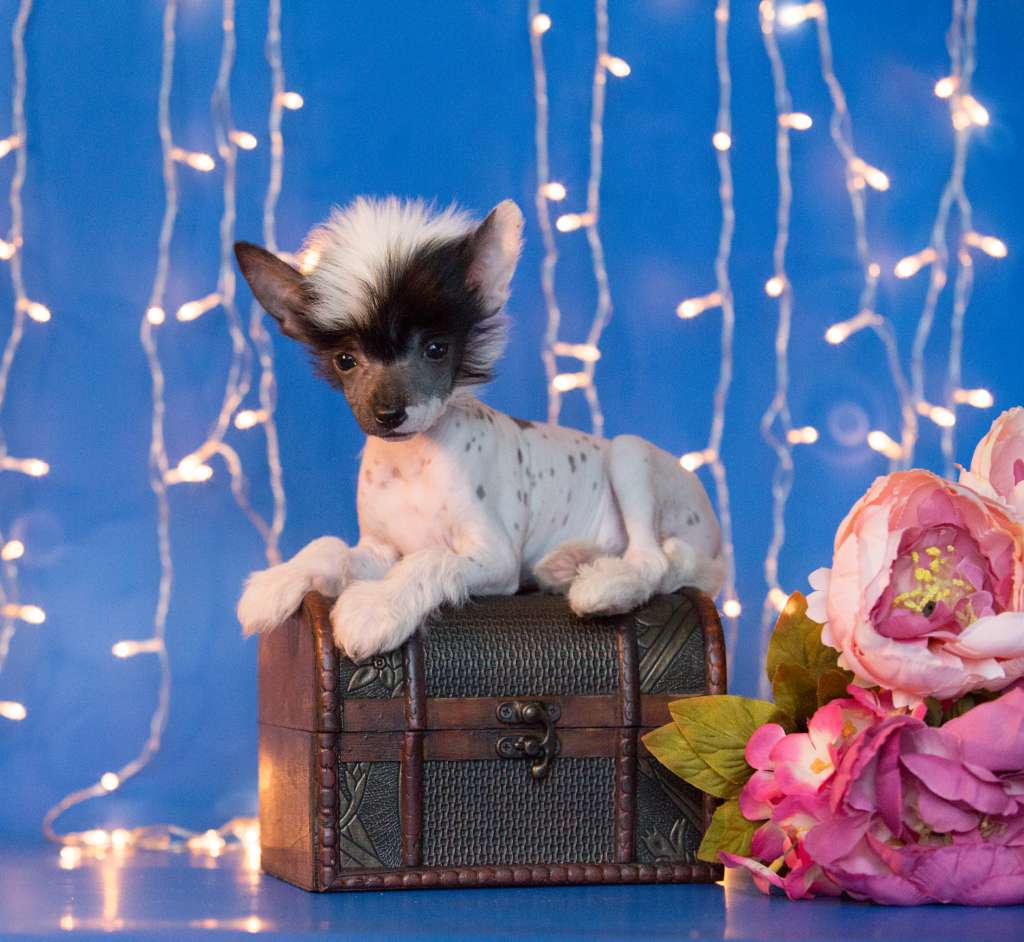 Star Dynasty  Lancer