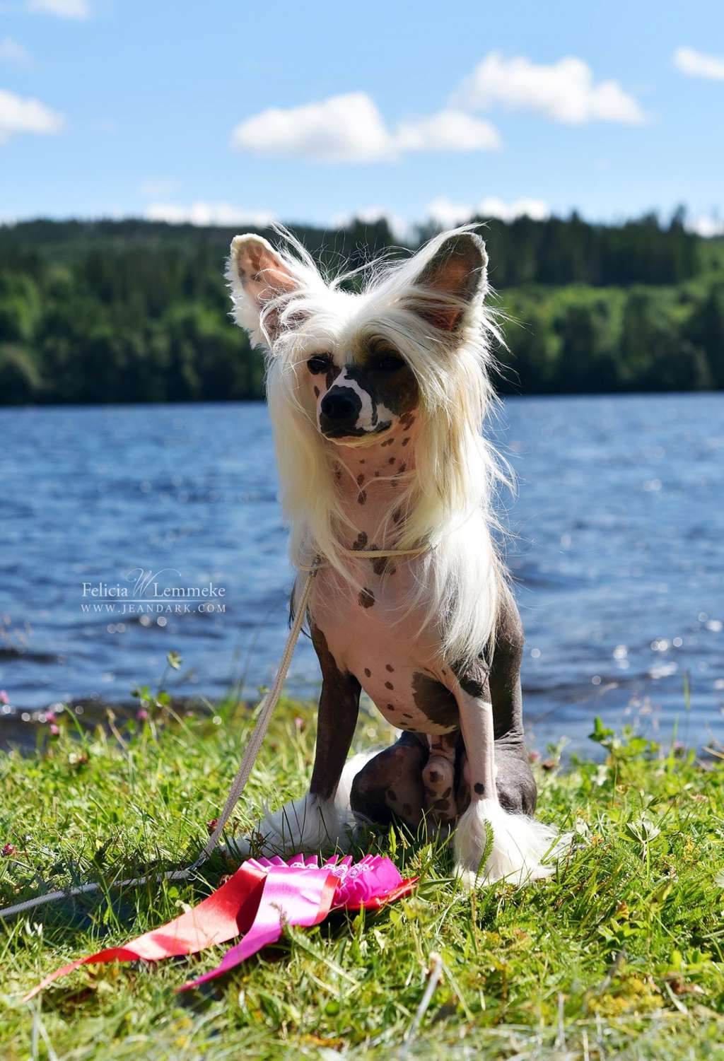 Jean Dark Did I Tell You