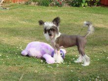 Souldrop Sai N'Amor at Zanjero