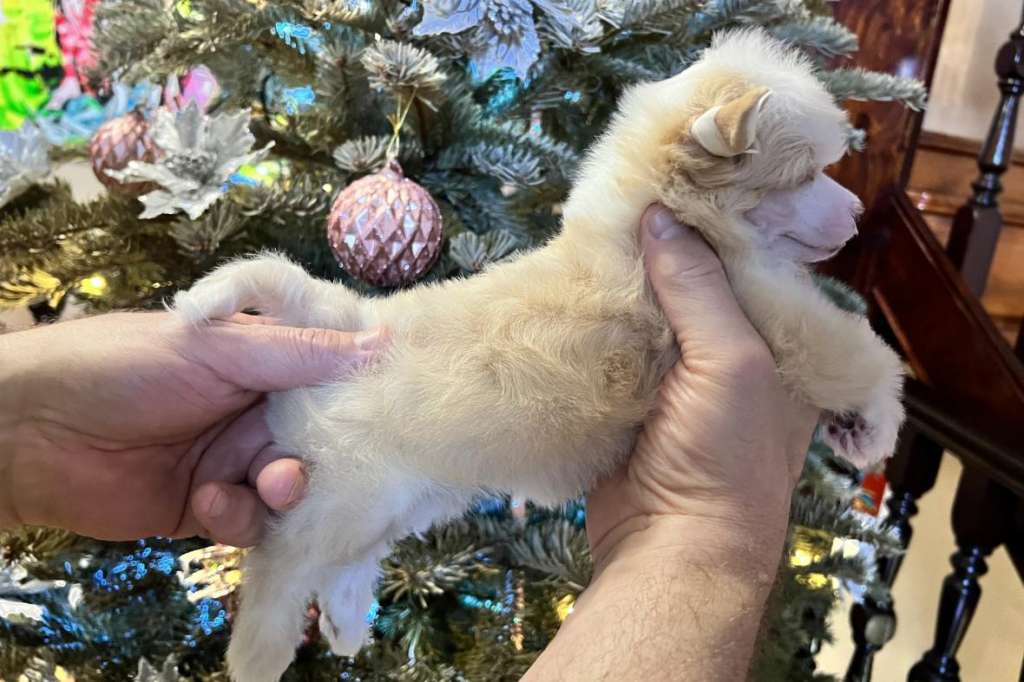 Incanto Del Mondo Izum