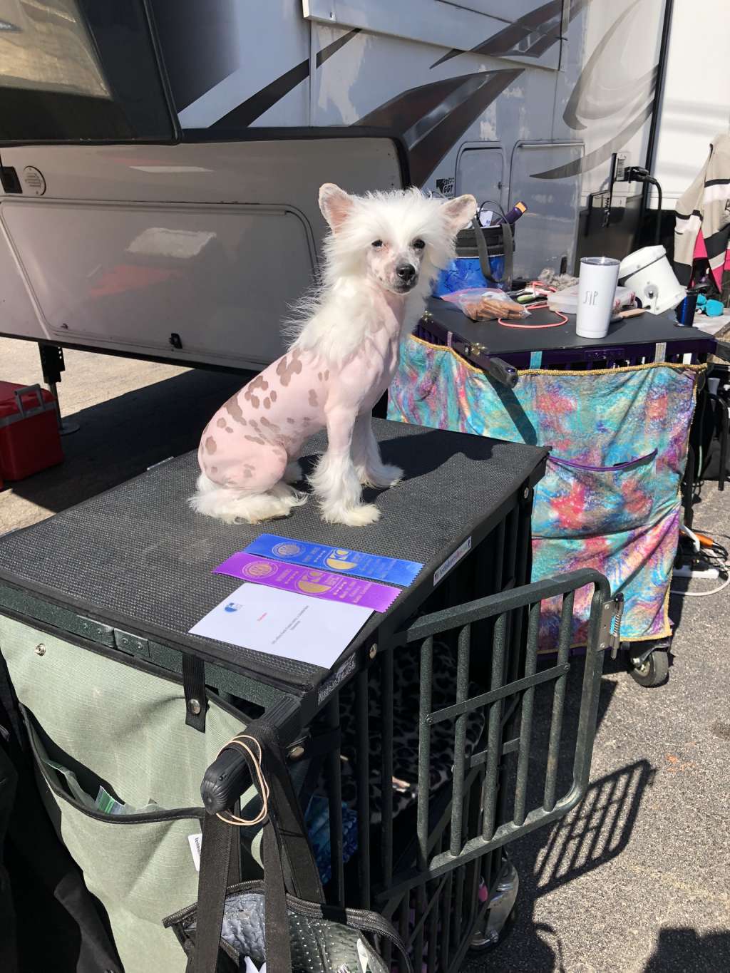 GCH Cristall-MyAngel Dots n Spots